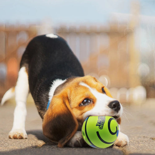 Balle sonore pour chien